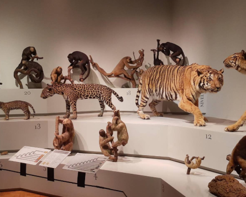 Museu de Zoologia da Universidade de São Paulo