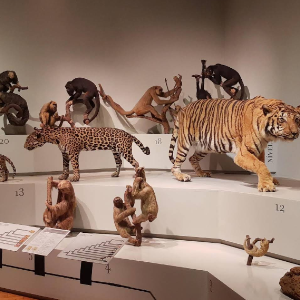 Museu de Zoologia da Universidade de São Paulo